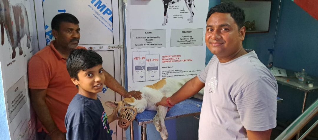 पशुओं पर दया करें